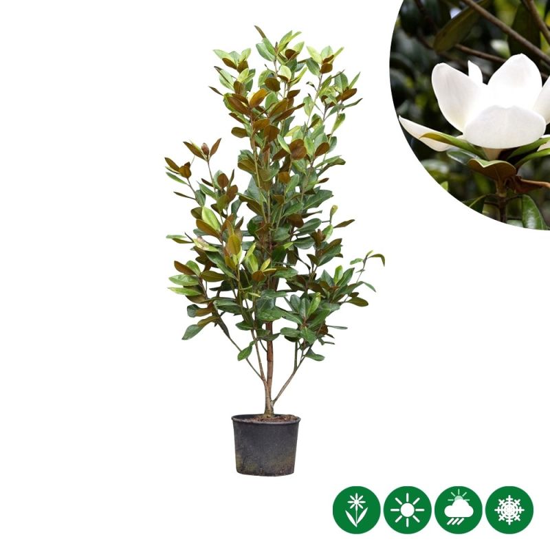Magnolia Galissonière - solitair