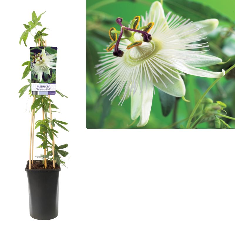 Passiflora Constance Elliott