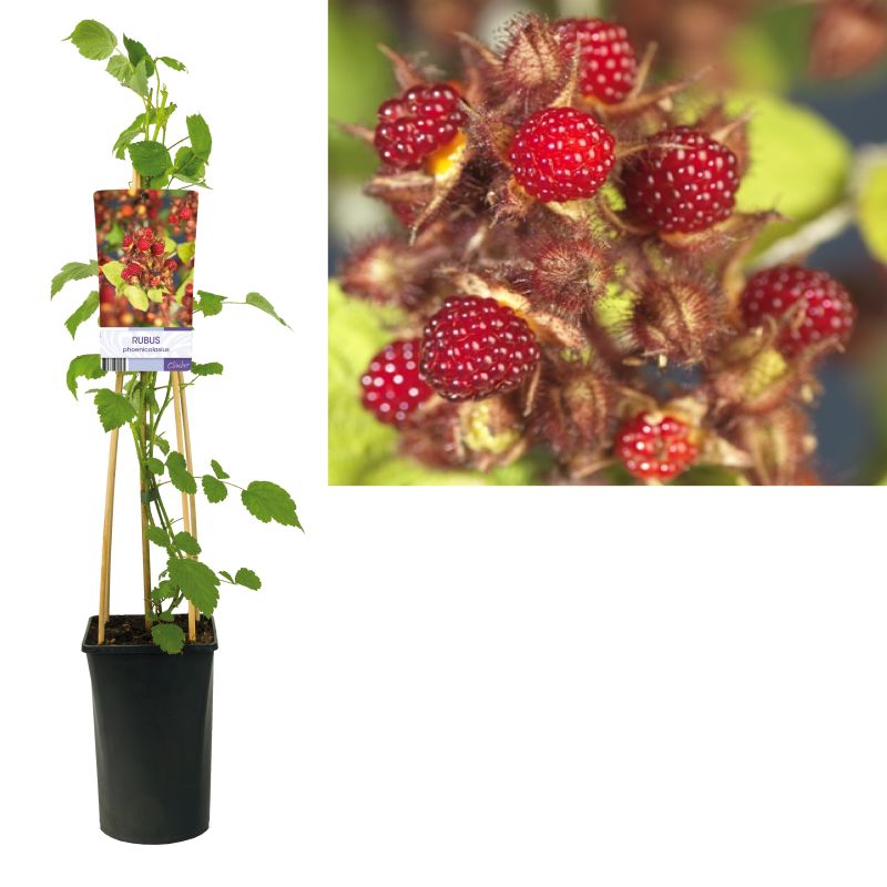 Rubus phoenicolasius
