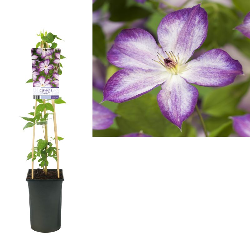 Clematis 'Pernille'