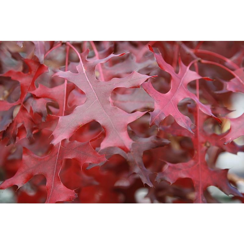 Quercus coccinea