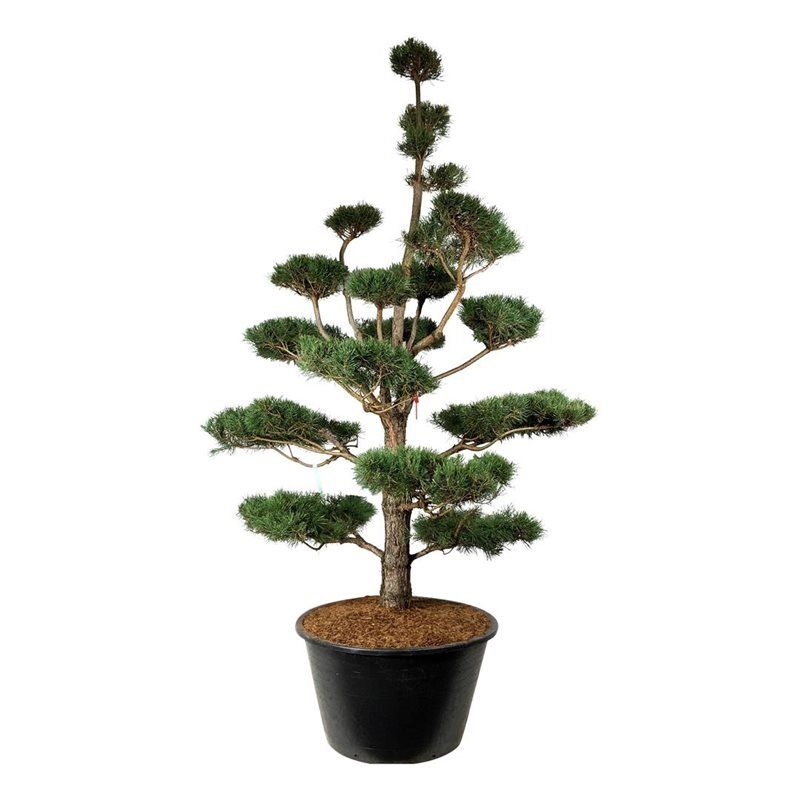 Pinus Sylvestris - bonsai