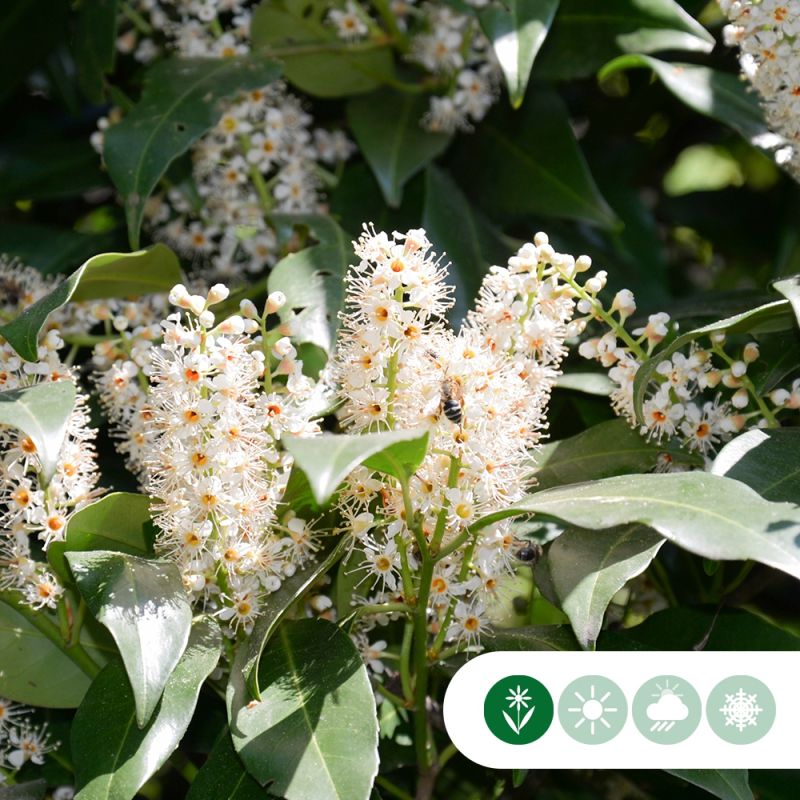 Prunus laurocerasus Genolia