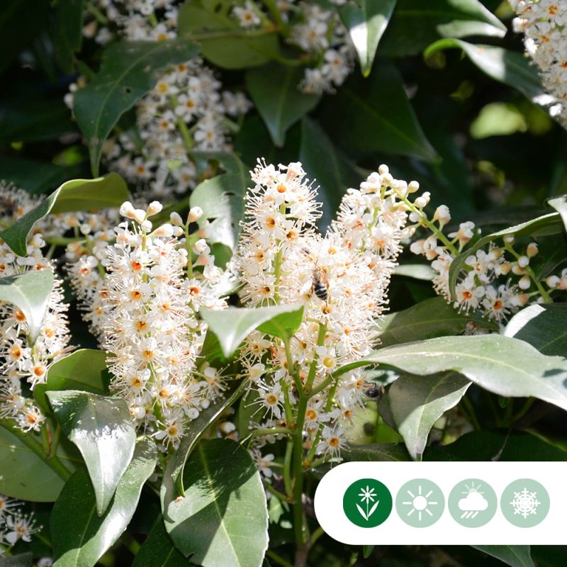 Prunus laurocerasus 'Genolia'