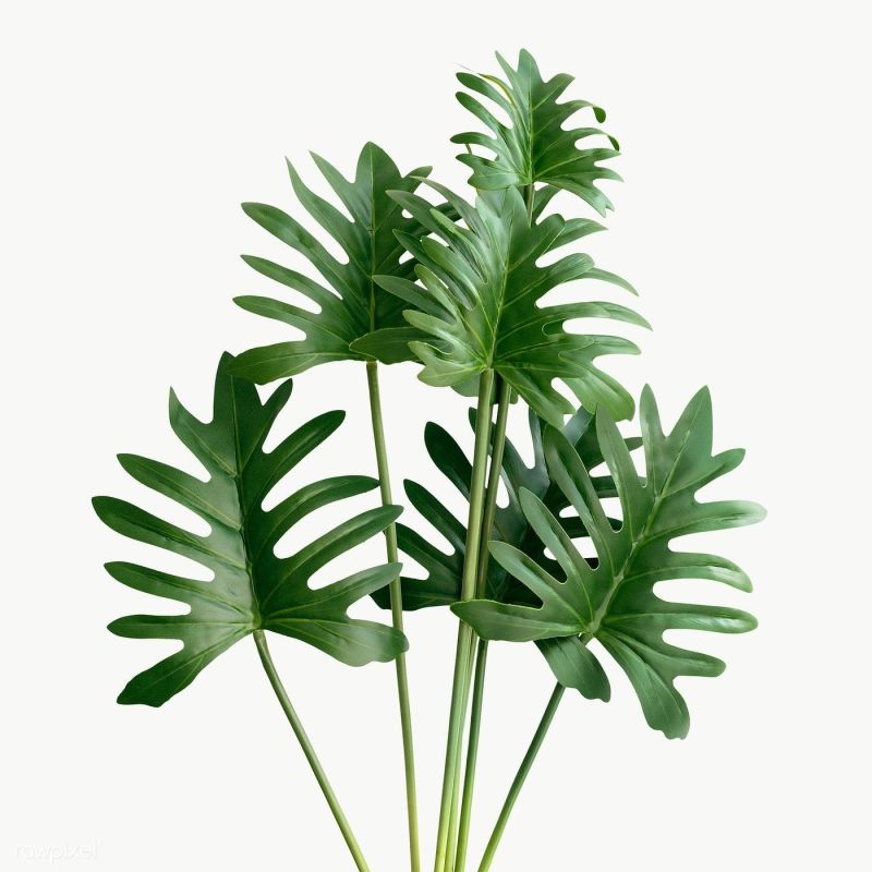 Philodendron Xanadu Bush - kunstplant