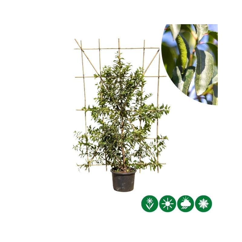 Prunus Angustifolia - haagelement