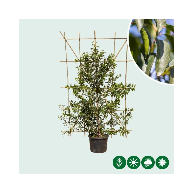 Prunus lusitanica 'Angustifolia' - haagelement