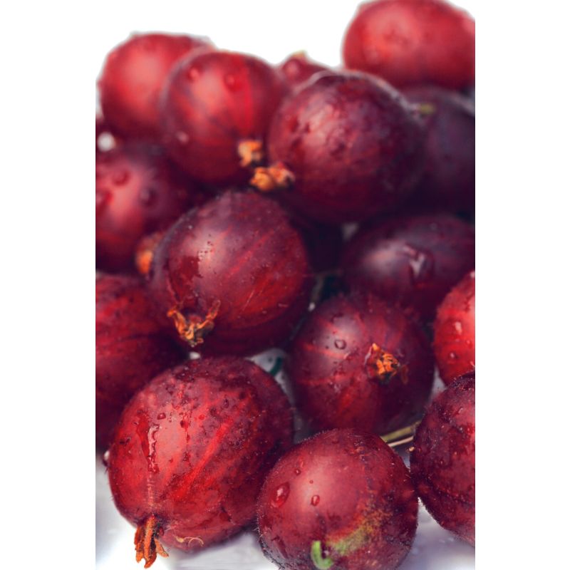 Ribes Spinefree