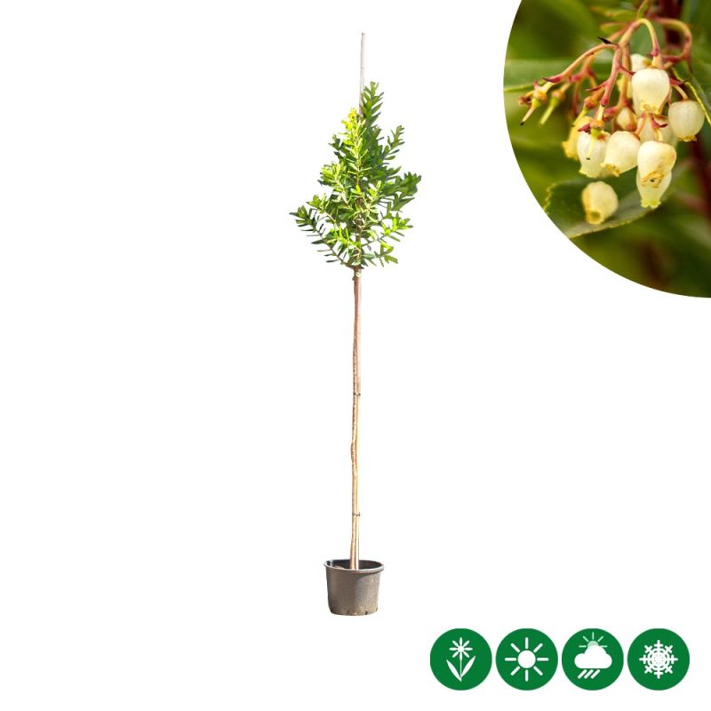 Arbutus unedo