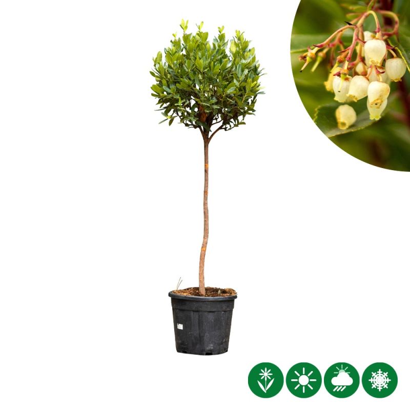 Arbutus unedo - halfstam