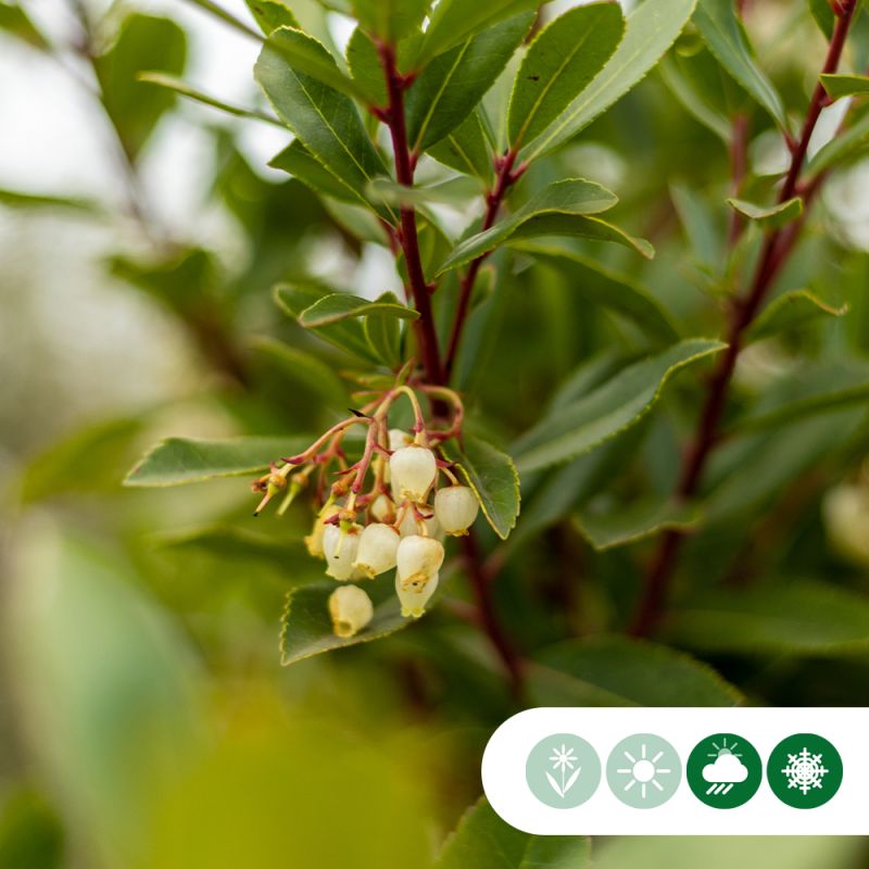 Arbutus unedo