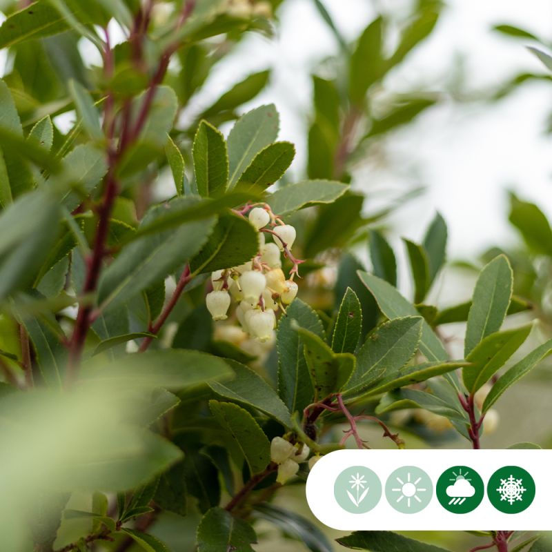 Arbutus unedo - halfstam