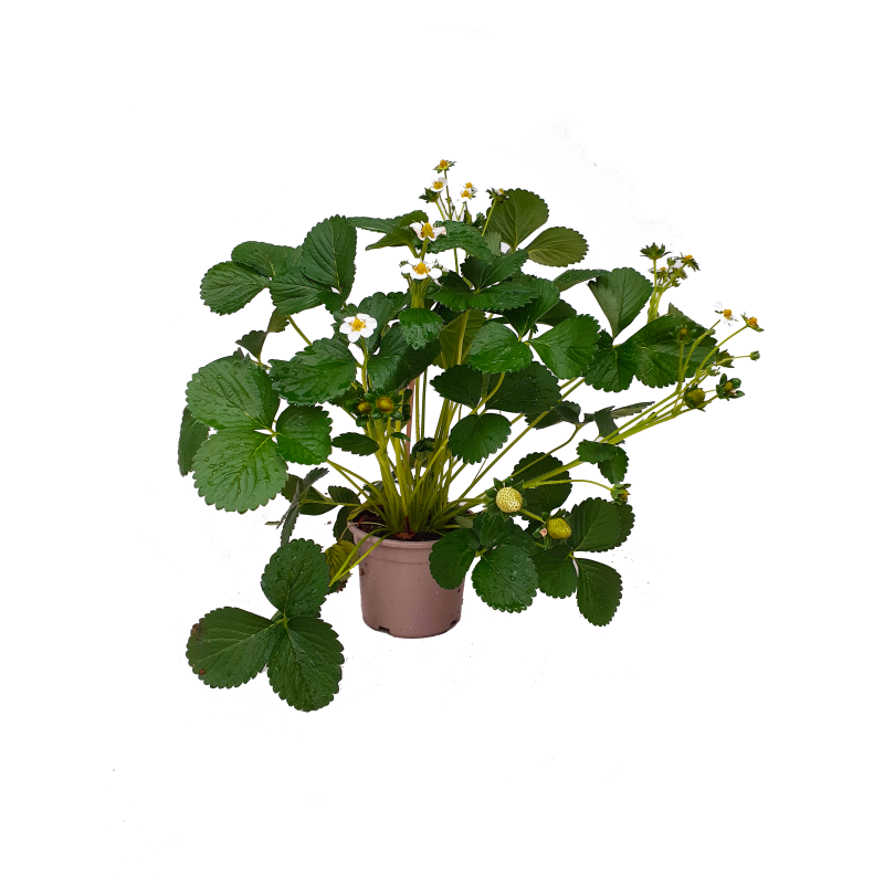 Aardbeienplant