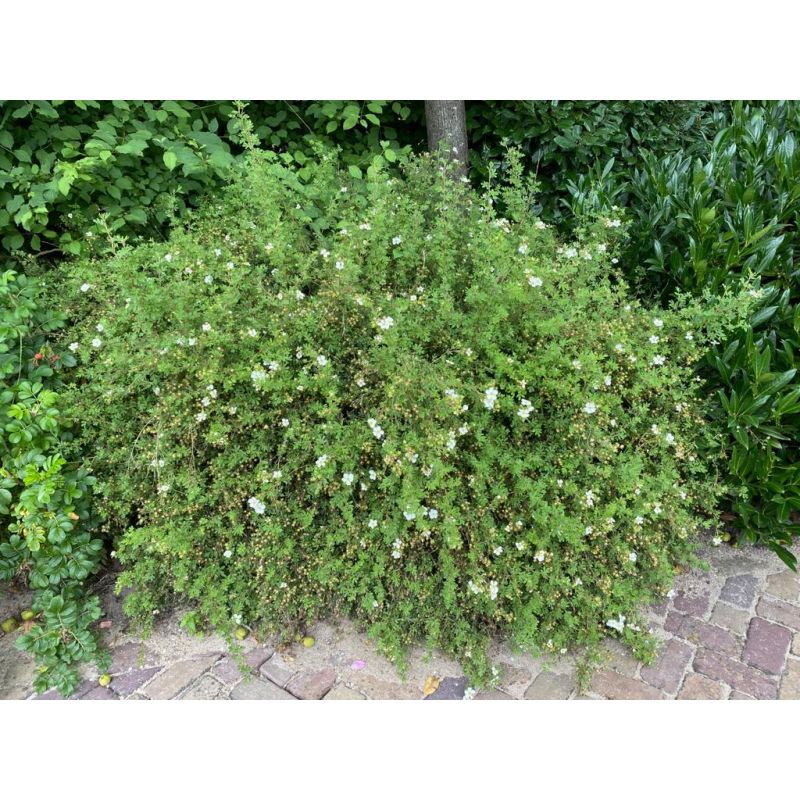Potentilla Abbotswood