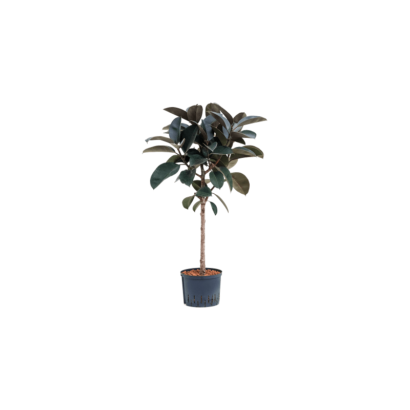 Ficus Abidjan op stam