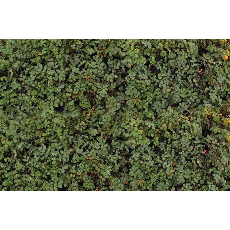 Acaena Kupferteppich