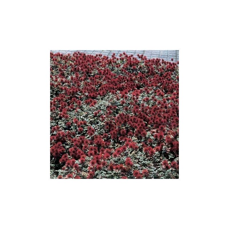 Acaena Kupferteppich