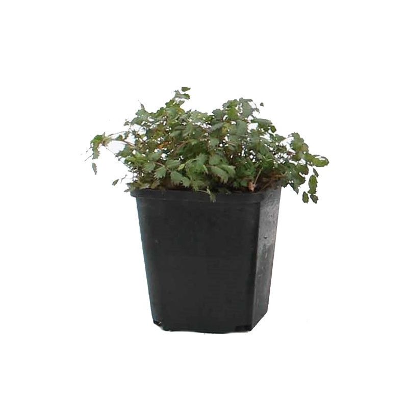 Acaena Kupferteppich