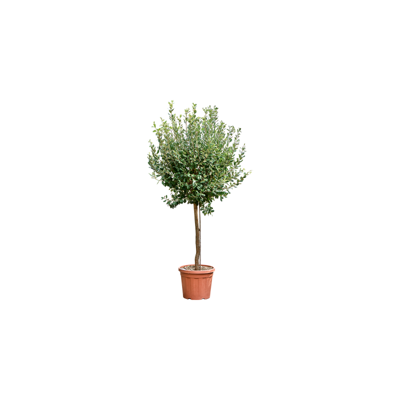Acca sellowiana