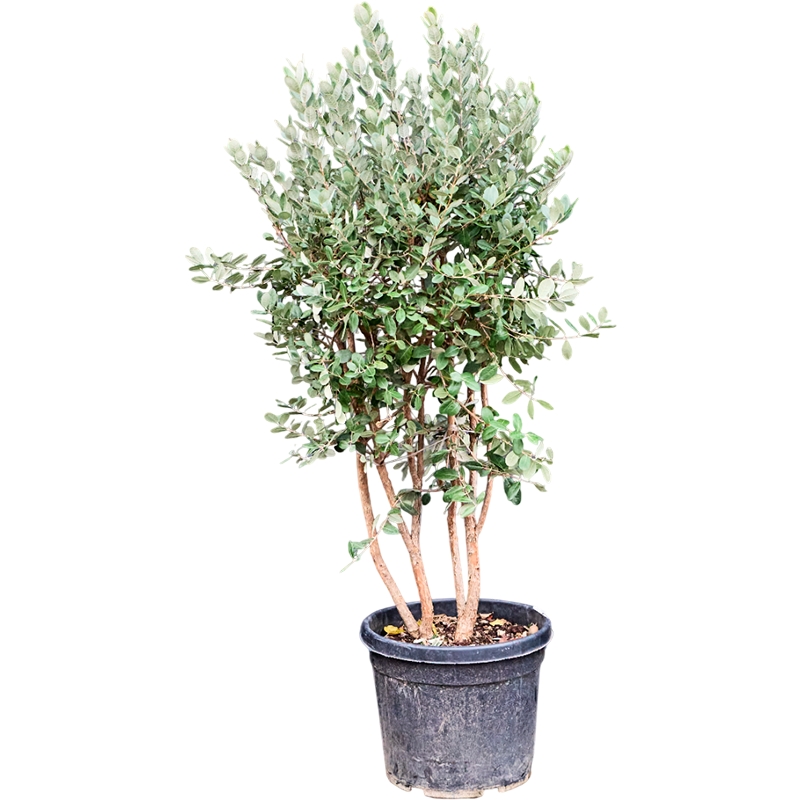 Acca sellowiana