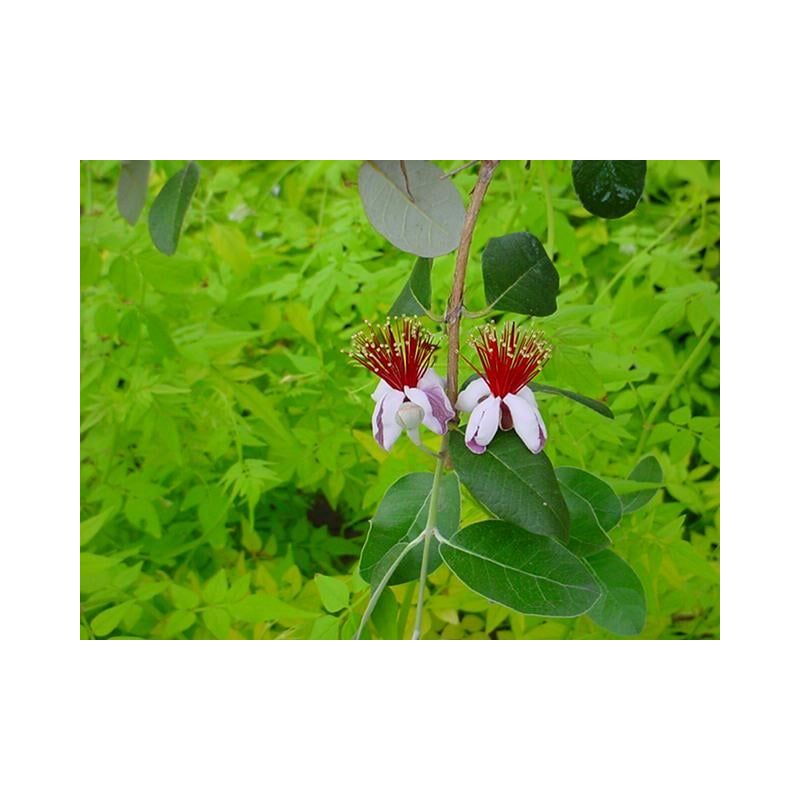 Acca sellowiana