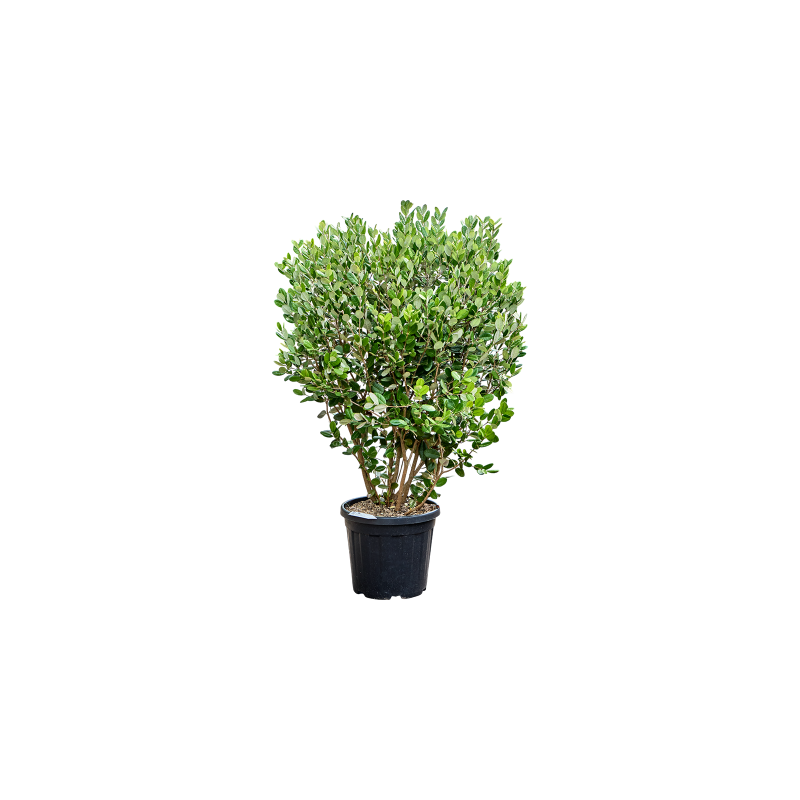 Acca sellowiana