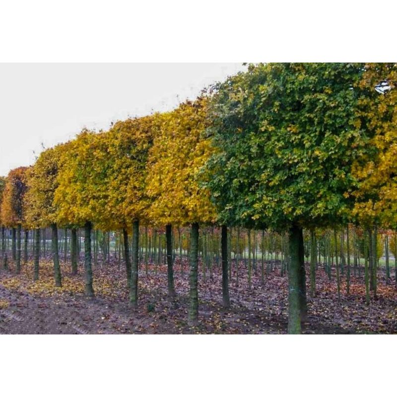 Acer campestre - leiboom