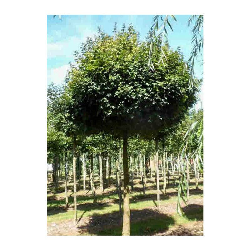 Acer Nanum - bolboom