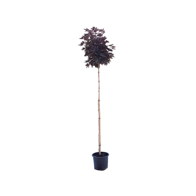 Acer Platanoides Crimson Sentry - bolboom