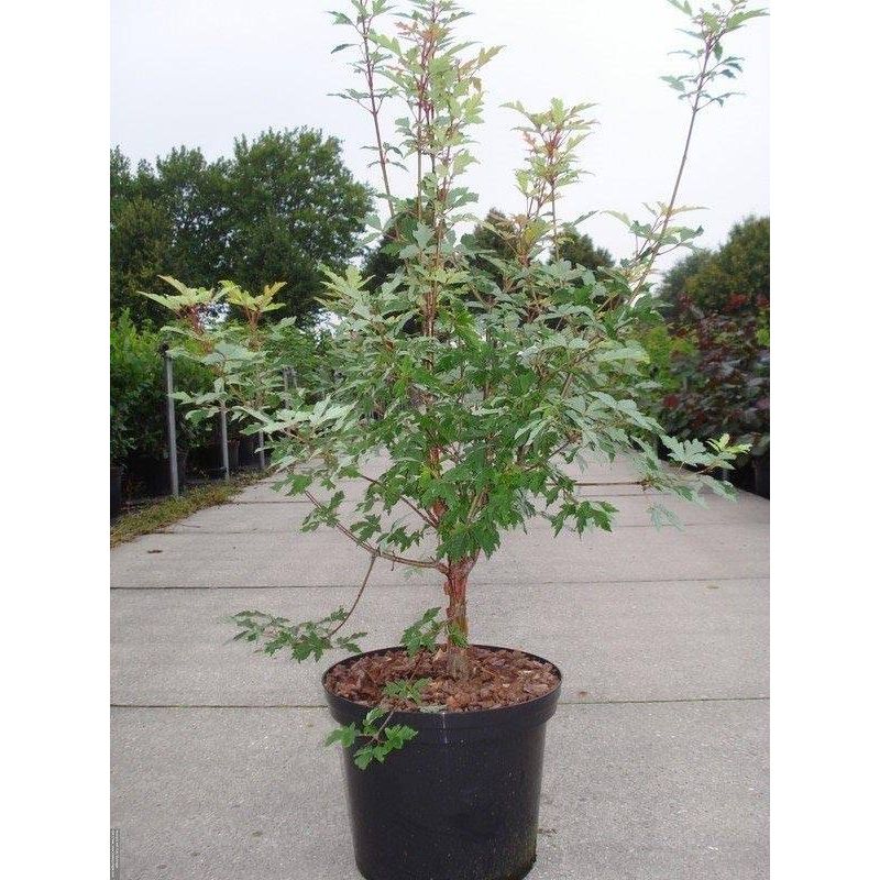 Acer Griseum