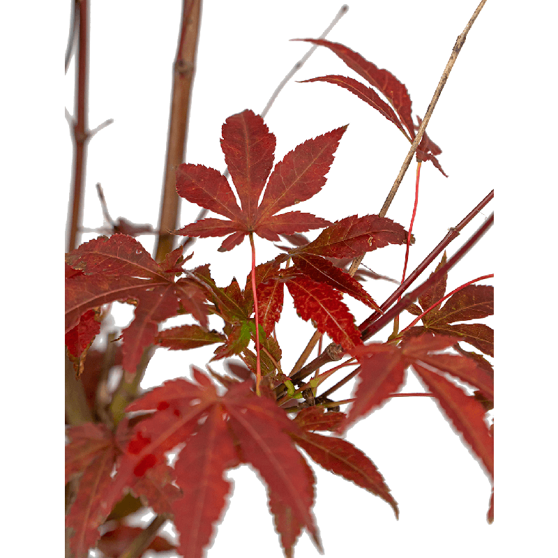 Acer palmatum 'Atropurpureum'