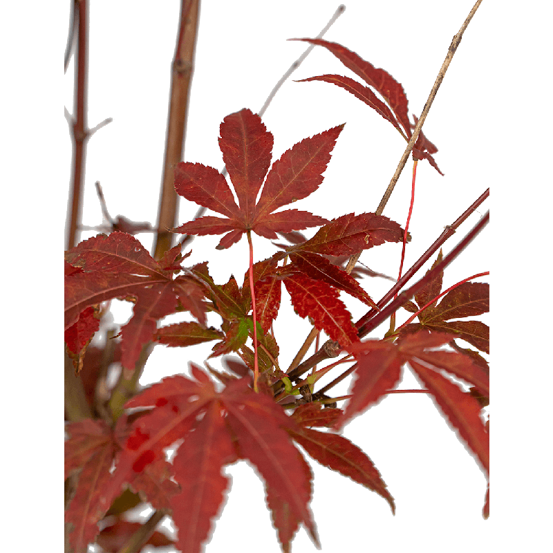 Acer palmatum Atropurpureum