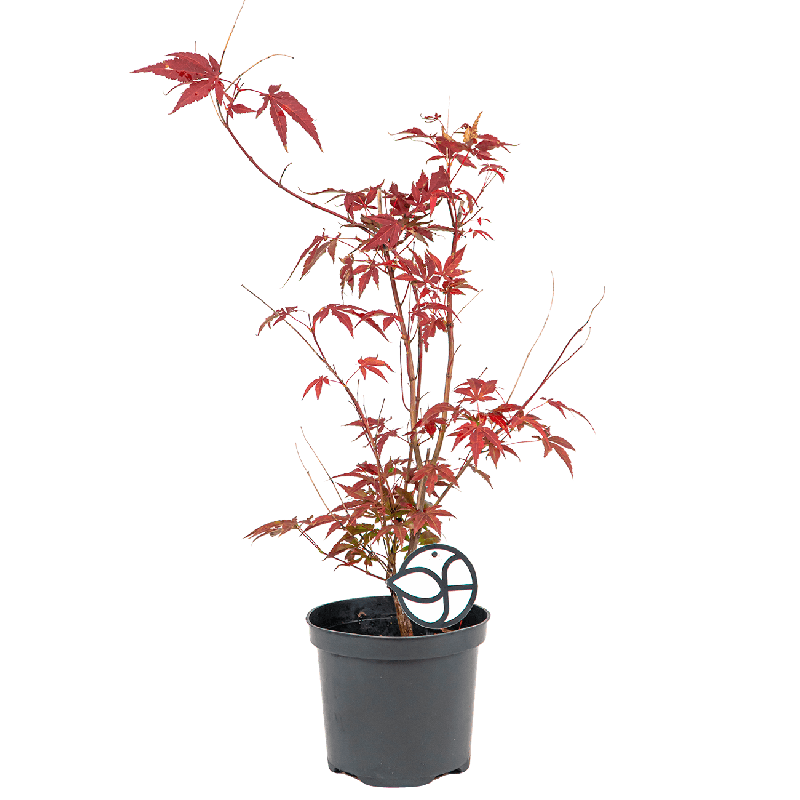Acer palmatum 'Atropurpureum'