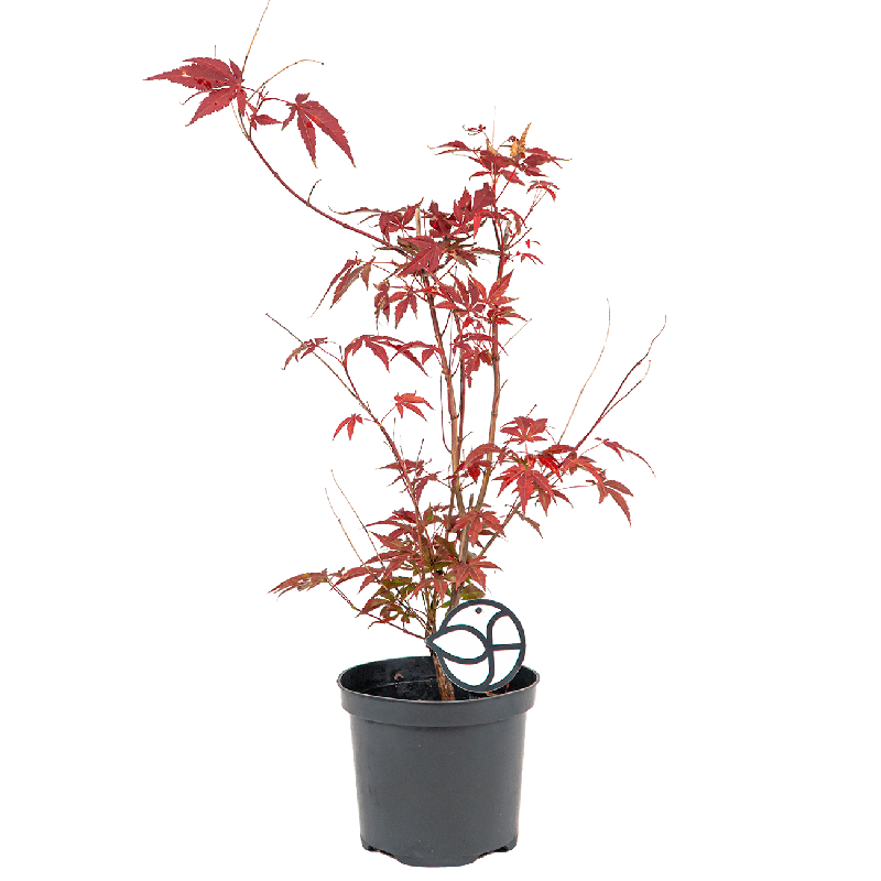 Acer palmatum Atropurpureum