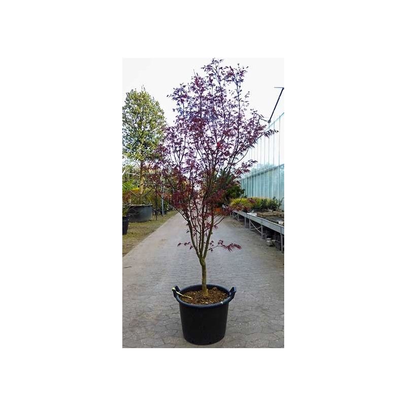 Acer Bloodgood