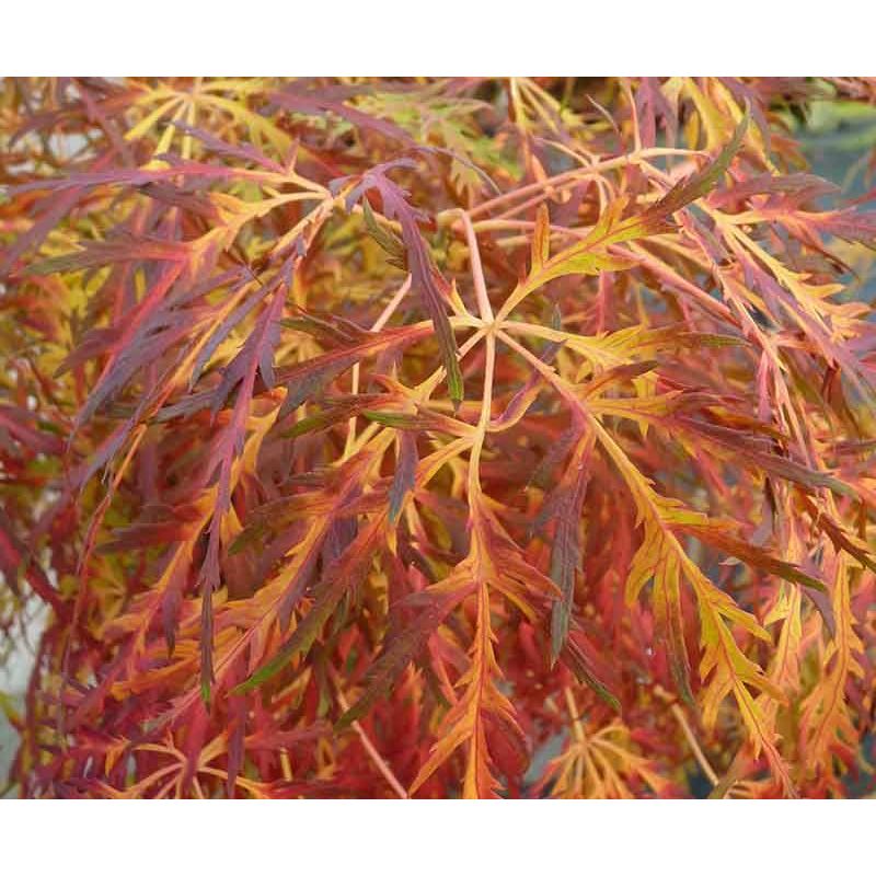 Acer palmatum Dissectum