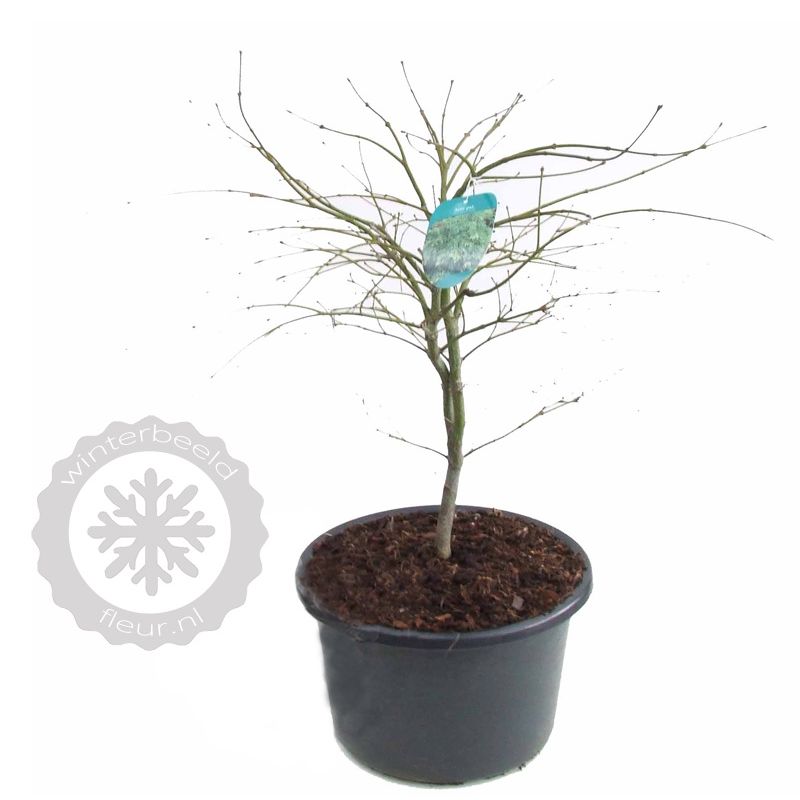 Acer Dissectum