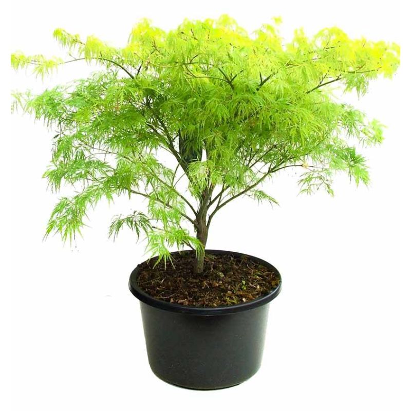 Acer Dissectum