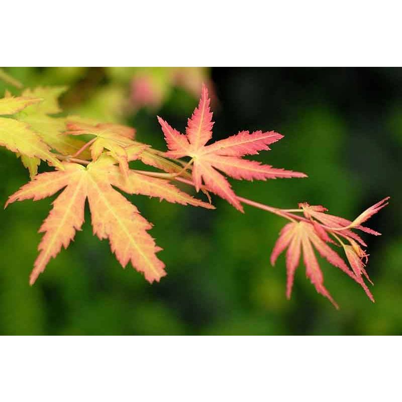 Acer palmatum Orange Dream