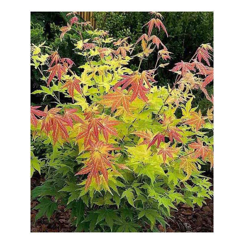 Acer palmatum Orange Dream