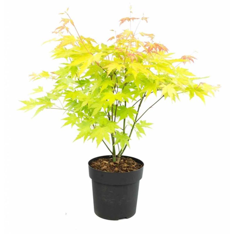 Acer palmatum Orange Dream