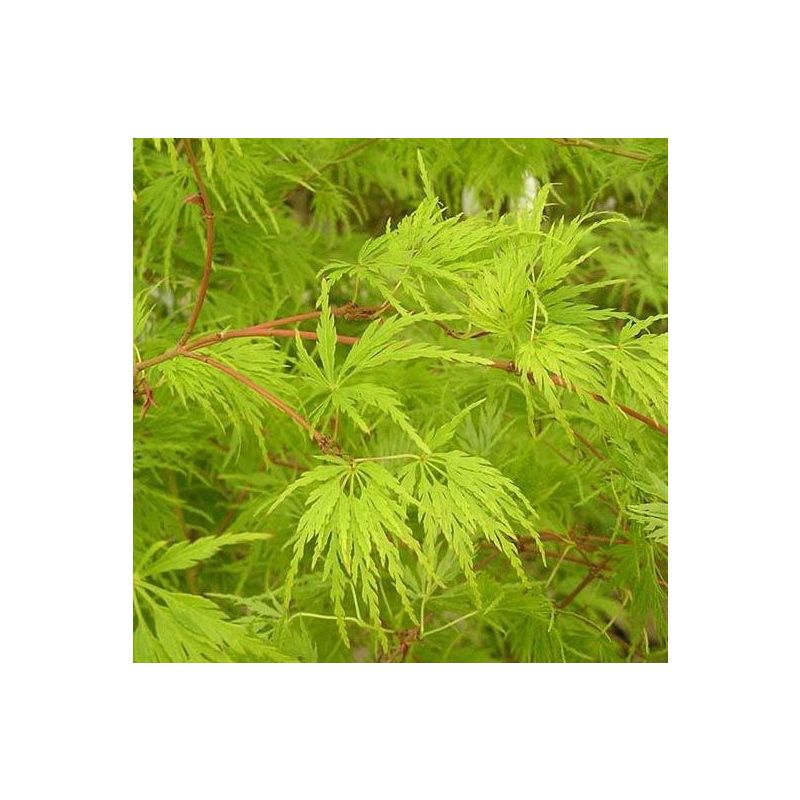 Acer palmatum Seiryu