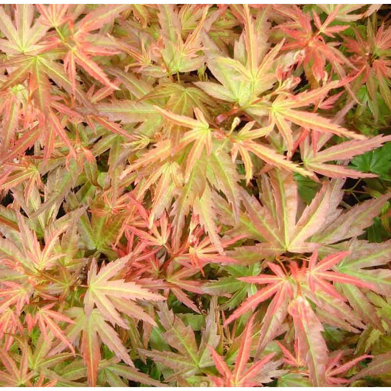 Acer palmatum Wilson's Pink Dwarf