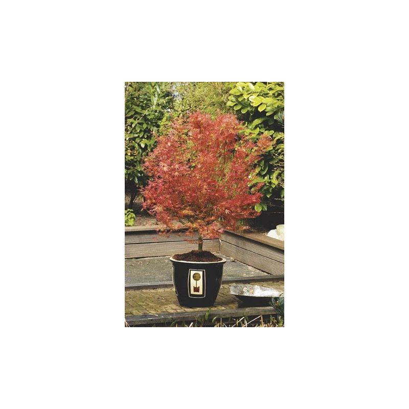 Acer palmatum Wilson's Pink Dwarf