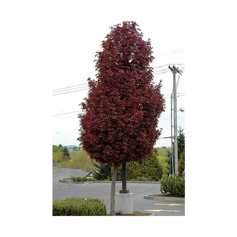 Acer Platanoides Crimson Sentry