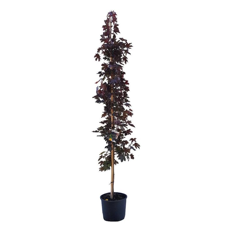 Acer Platanoides Crimson Sentry