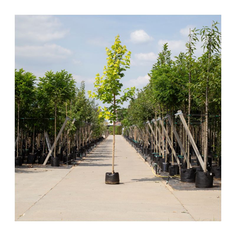 Acer Platanoides Princeton Gold