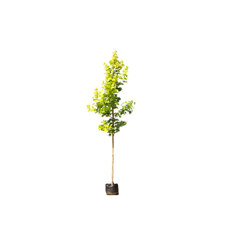 Acer Platanoides Princeton Gold