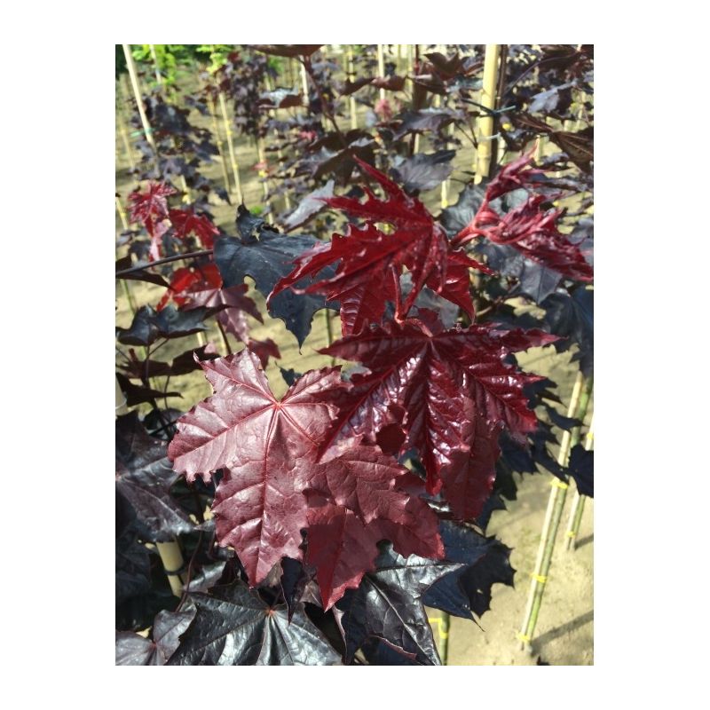 Acer Platanoides Royal Red