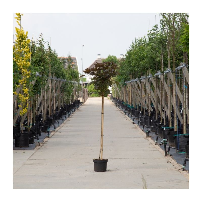 Acer Crimson Sentry - bolboom